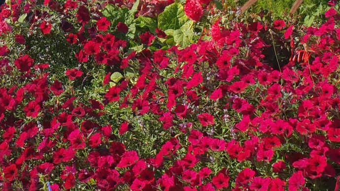 Petunia x hybrida TIDAL WAVE® Red Velours. Aux jardins du Pflixbourg, à Wintzenheim (68).